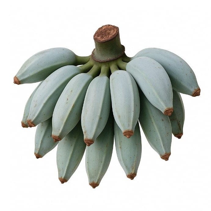 Bananas, Blue Java 300g