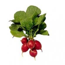 Radishes bunch